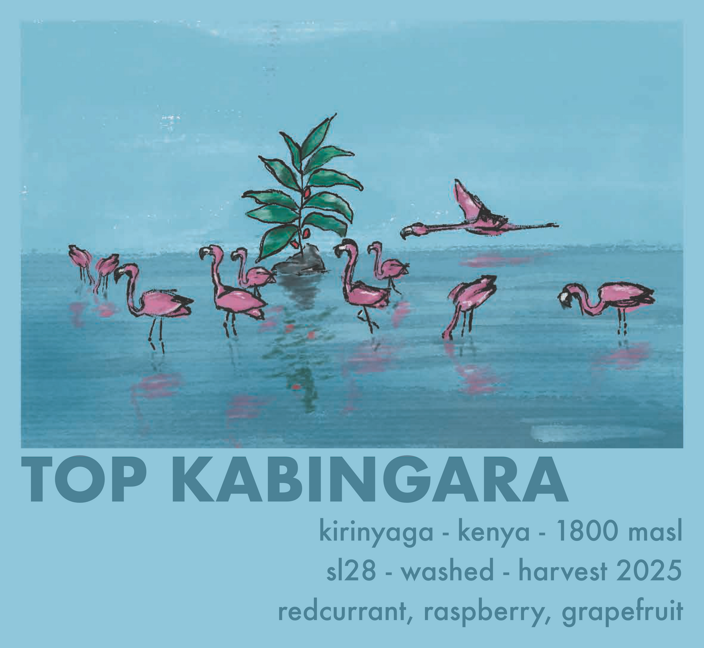Top Kabingara