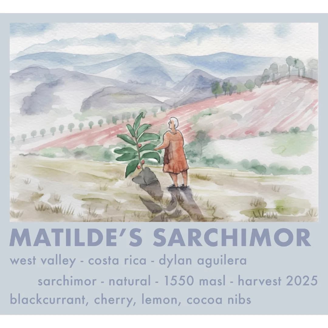 Etikett „Matilde’s Sarchimor“: Aquarell der Großmutter Matilde neben einer Kaffeepflanze