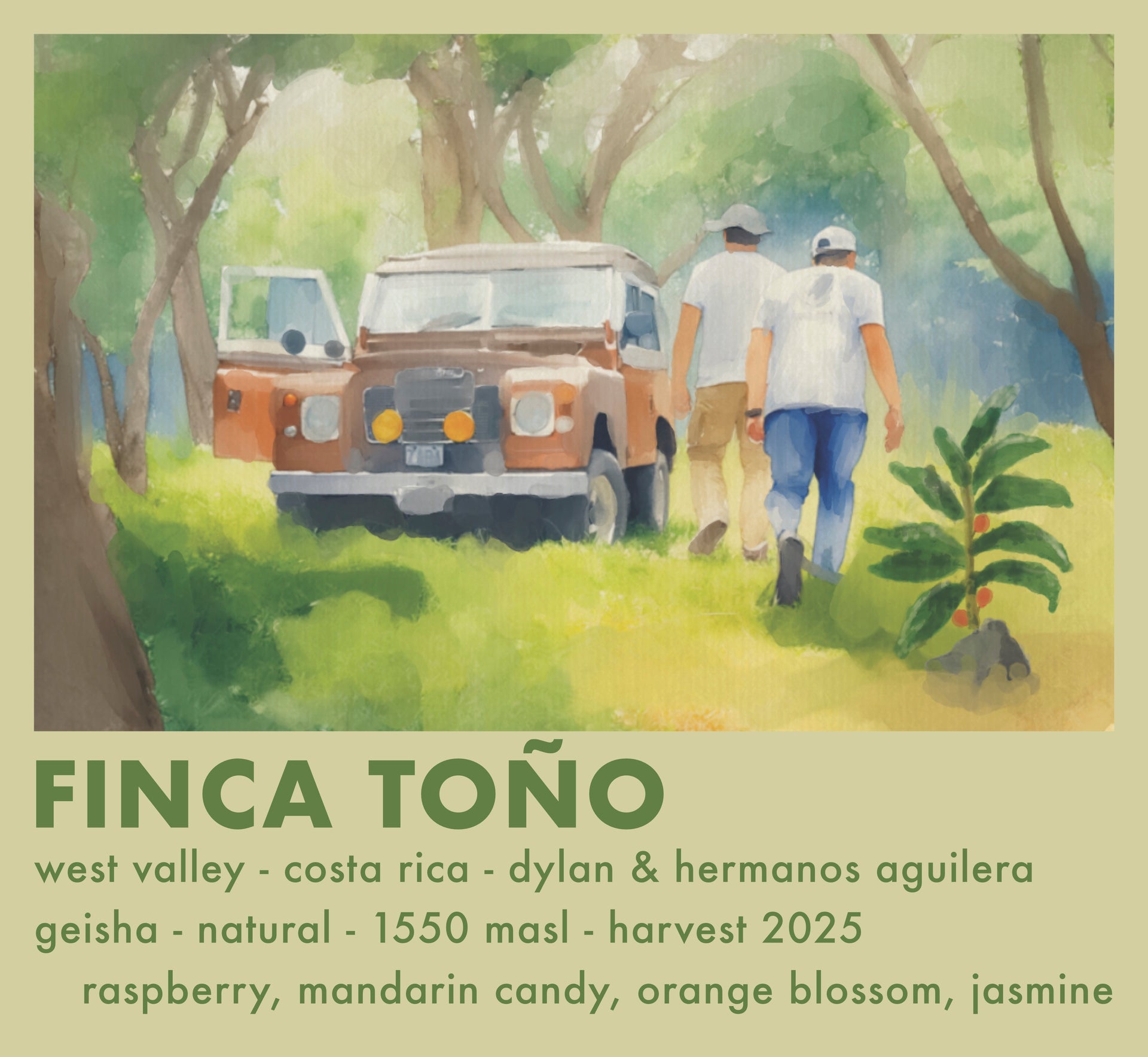 Photo of Geisha Finca Tono