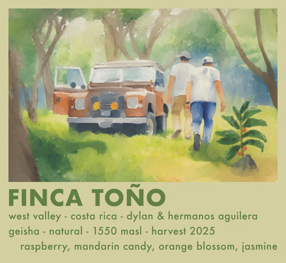 GEISHA Finca Toño