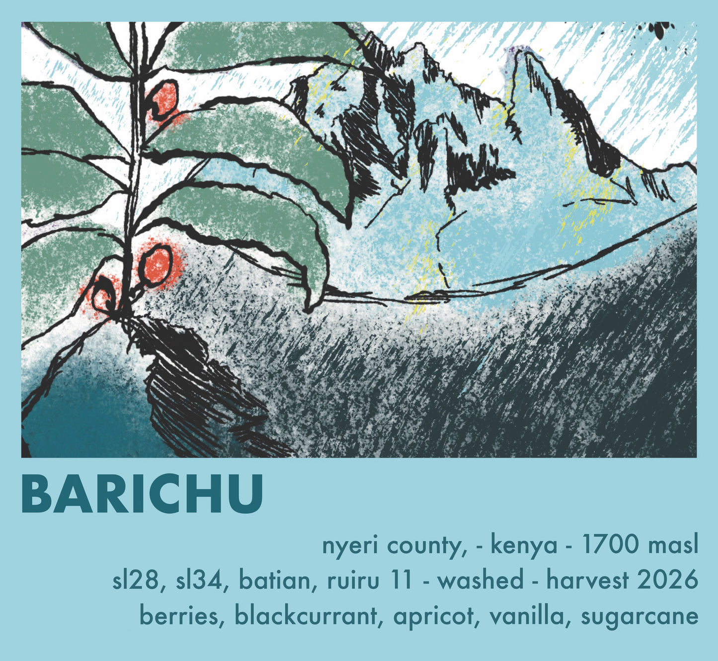 Kenya Barichu AA